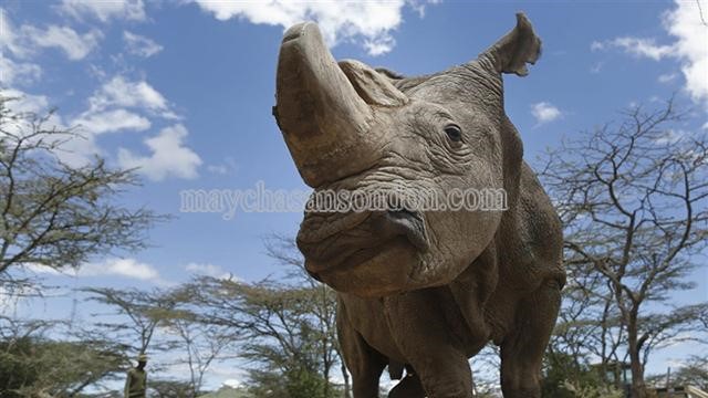 Sudan là một phần trong nỗ lực cứu phân loài tê giác trắng khỏi bị tuyệt chủng